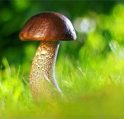 Foto per Autorizzazione per la raccolta dei funghi - Comune di Moso in Passiria